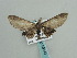  ( - BC ZSM Lep 59642)  @13 [ ] CreativeCommons - Attribution Non-Commercial Share-Alike (2011) Axel Hausmann/Bavarian State Collection of Zoology (ZSM) SNSB, Zoologische Staatssammlung Muenchen