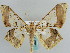  ( - BC ZSM Lep 59651)  @14 [ ] CreativeCommons - Attribution Non-Commercial Share-Alike (2011) Axel Hausmann/Bavarian State Collection of Zoology (ZSM) SNSB, Zoologische Staatssammlung Muenchen