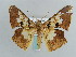  ( - BC ZSM Lep 59652)  @11 [ ] CreativeCommons - Attribution Non-Commercial Share-Alike (2011) Axel Hausmann/Bavarian State Collection of Zoology (ZSM) SNSB, Zoologische Staatssammlung Muenchen