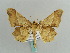  (Krananda orthotmeta - BC ZSM Lep 59653)  @13 [ ] CreativeCommons - Attribution Non-Commercial Share-Alike (2011) Axel Hausmann/Bavarian State Collection of Zoology (ZSM) SNSB, Zoologische Staatssammlung Muenchen