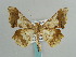  (Krananda oliveomarginata - BC ZSM Lep 59654)  @13 [ ] CreativeCommons - Attribution Non-Commercial Share-Alike (2011) Axel Hausmann/Bavarian State Collection of Zoology (ZSM) SNSB, Zoologische Staatssammlung Muenchen