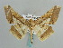  (Krananda postexcisa - BC ZSM Lep 59656)  @11 [ ] CreativeCommons - Attribution Non-Commercial Share-Alike (2011) Axel Hausmann/Bavarian State Collection of Zoology (ZSM) SNSB, Zoologische Staatssammlung Muenchen