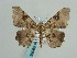  (Hyalinetta - BC ZSM Lep 59668)  @14 [ ] CreativeCommons - Attribution Non-Commercial Share-Alike (2011) Axel Hausmann/Bavarian State Collection of Zoology (ZSM) SNSB, Zoologische Staatssammlung Muenchen