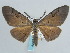  ( - BC ZSM Lep 59679)  @11 [ ] CreativeCommons - Attribution Non-Commercial Share-Alike (2011) Axel Hausmann/Bavarian State Collection of Zoology (ZSM) SNSB, Zoologische Staatssammlung Muenchen