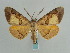  (Hypochrosis waterstradti - BC ZSM Lep 59680)  @13 [ ] CreativeCommons - Attribution Non-Commercial Share-Alike (2011) Axel Hausmann/Bavarian State Collection of Zoology (ZSM) SNSB, Zoologische Staatssammlung Muenchen