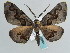  ( - BC ZSM Lep 59681)  @14 [ ] CreativeCommons - Attribution Non-Commercial Share-Alike (2011) Axel Hausmann/Bavarian State Collection of Zoology (ZSM) SNSB, Zoologische Staatssammlung Muenchen