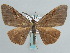 ( - BC ZSM Lep 59683)  @13 [ ] CreativeCommons - Attribution Non-Commercial Share-Alike (2011) Axel Hausmann/Bavarian State Collection of Zoology (ZSM) SNSB, Zoologische Staatssammlung Muenchen