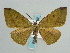  (Hypochrosis chlorozonaria - BC ZSM Lep 59685)  @13 [ ] CreativeCommons - Attribution Non-Commercial Share-Alike (2011) Axel Hausmann/Bavarian State Collection of Zoology (ZSM) SNSB, Zoologische Staatssammlung Muenchen