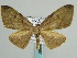  (Hypochrosis korndoerfferi - BC ZSM Lep 59687)  @11 [ ] CreativeCommons - Attribution Non-Commercial Share-Alike (2011) Axel Hausmann/Bavarian State Collection of Zoology (ZSM) SNSB, Zoologische Staatssammlung Muenchen