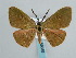  (Hypochrosis columbaris - BC ZSM Lep 59688)  @12 [ ] CreativeCommons - Attribution Non-Commercial Share-Alike (2011) Axel Hausmann/Bavarian State Collection of Zoology (ZSM) SNSB, Zoologische Staatssammlung Muenchen