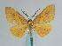  (Hypochrosis annulata - BC ZSM Lep 59689)  @14 [ ] CreativeCommons - Attribution Non-Commercial Share-Alike (2011) Axel Hausmann/Bavarian State Collection of Zoology (ZSM) SNSB, Zoologische Staatssammlung Muenchen