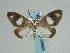  ( - BC ZSM Lep 59693)  @11 [ ] CreativeCommons - Attribution Non-Commercial Share-Alike (2011) Axel Hausmann/Bavarian State Collection of Zoology (ZSM) SNSB, Zoologische Staatssammlung Muenchen