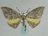  ( - BC ZSM Lep 59694)  @13 [ ] CreativeCommons - Attribution Non-Commercial Share-Alike (2011) Axel Hausmann/Bavarian State Collection of Zoology (ZSM) SNSB, Zoologische Staatssammlung Muenchen