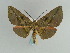  (Omzia lycoraria - BC ZSM Lep 59696)  @12 [ ] CreativeCommons - Attribution Non-Commercial Share-Alike (2011) Axel Hausmann/Bavarian State Collection of Zoology (ZSM) SNSB, Zoologische Staatssammlung Muenchen