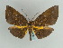  (Omzia major - BC ZSM Lep 59697)  @13 [ ] CreativeCommons - Attribution Non-Commercial Share-Alike (2011) Axel Hausmann/Bavarian State Collection of Zoology (ZSM) SNSB, Zoologische Staatssammlung Muenchen