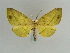  (Omzia pachiaria - BC ZSM Lep 59698)  @14 [ ] CreativeCommons - Attribution Non-Commercial Share-Alike (2011) Axel Hausmann/Bavarian State Collection of Zoology (ZSM) SNSB, Zoologische Staatssammlung Muenchen