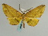  (Omzia herois - BC ZSM Lep 59700)  @11 [ ] CreativeCommons - Attribution Non-Commercial Share-Alike (2011) Axel Hausmann/Bavarian State Collection of Zoology (ZSM) SNSB, Zoologische Staatssammlung Muenchen