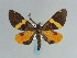  (Hypochrosis martini - BC ZSM Lep 59701)  @13 [ ] CreativeCommons - Attribution Non-Commercial Share-Alike (2011) Axel Hausmann/Bavarian State Collection of Zoology (ZSM) SNSB, Zoologische Staatssammlung Muenchen