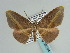  (Hypochrosis iris - BC ZSM Lep 59704)  @14 [ ] CreativeCommons - Attribution Non-Commercial Share-Alike (2011) Axel Hausmann/Bavarian State Collection of Zoology (ZSM) SNSB, Zoologische Staatssammlung Muenchen