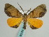  ( - BC ZSM Lep 59709)  @14 [ ] CreativeCommons - Attribution Non-Commercial Share-Alike (2011) Axel Hausmann/Bavarian State Collection of Zoology (ZSM) SNSB, Zoologische Staatssammlung Muenchen