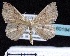  (Cyclophora porata - BC ZSM Lep 60194)  @15 [ ] Copyright (2011) Axel Hausmann/Bavarian State Collection of Zoology (ZSM) SNSB, Zoologische Staatssammlung Muenchen