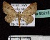  (Glaucoclystis hyperocha - BC ZSM Lep 60215)  @13 [ ] Copyright (2011) Axel Hausmann/Bavarian State Collection of Zoology (ZSM) SNSB, Zoologische Staatssammlung Muenchen