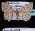  ( - BC ZSM Lep 60225)  @13 [ ] Copyright (2011) Axel Hausmann/Bavarian State Collection of Zoology (ZSM) SNSB, Zoologische Staatssammlung Muenchen