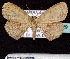  ( - BC ZSM Lep 60229)  @13 [ ] Copyright (2011) Axel Hausmann/Bavarian State Collection of Zoology (ZSM) SNSB, Zoologische Staatssammlung Muenchen