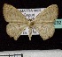  ( - BC ZSM Lep 60232)  @12 [ ] Copyright (2011) Axel Hausmann/Bavarian State Collection of Zoology (ZSM) SNSB, Zoologische Staatssammlung Muenchen