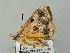  ( - BC ZSM Lep 56298)  @12 [ ] CreativeCommons - Attribution Non-Commercial Share-Alike (2011) Axel Hausmann/Bavarian State Collection of Zoology (ZSM) SNSB, Zoologische Staatssammlung Muenchen