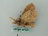  ( - BC ZSM Lep 56337)  @11 [ ] CreativeCommons - Attribution Non-Commercial Share-Alike (2011) Axel Hausmann/Bavarian State Collection of Zoology (ZSM) SNSB, Zoologische Staatssammlung Muenchen