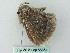  ( - BC ZSM Lep 56364)  @13 [ ] CreativeCommons - Attribution Non-Commercial Share-Alike (2011) Axel Hausmann/Bavarian State Collection of Zoology (ZSM) SNSB, Zoologische Staatssammlung Muenchen