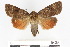  ( - BC ZSM Lep 56372)  @11 [ ] CreativeCommons - Attribution Non-Commercial Share-Alike (2011) Axel Hausmann/Bavarian State Collection of Zoology (ZSM) SNSB, Zoologische Staatssammlung Muenchen