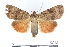  ( - BC ZSM Lep 56373)  @11 [ ] CreativeCommons - Attribution Non-Commercial Share-Alike (2011) Axel Hausmann/Bavarian State Collection of Zoology (ZSM) SNSB, Zoologische Staatssammlung Muenchen