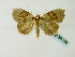  (Acripia scapularis - BC ZSM Lep 58388)  @13 [ ] CreativeCommons - Attribution Non-Commercial Share-Alike (2011) Axel Hausmann/Bavarian State Collection of Zoology (ZSM) SNSB, Zoologische Staatssammlung Muenchen