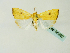  (Earias biplagaGB06Zm - BC ZSM Lep 58392)  @12 [ ] CreativeCommons - Attribution Non-Commercial Share-Alike (2011) Axel Hausmann/Bavarian State Collection of Zoology (ZSM) SNSB, Zoologische Staatssammlung Muenchen