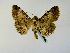  ( - BC ZSM Lep 58401)  @13 [ ] CreativeCommons - Attribution Non-Commercial Share-Alike (2011) Axel Hausmann/Bavarian State Collection of Zoology (ZSM) SNSB, Zoologische Staatssammlung Muenchen