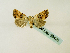  (Hiccoda dosaroidesGB01Za - BC ZSM Lep 58420)  @12 [ ] CreativeCommons - Attribution Non-Commercial Share-Alike (2011) Axel Hausmann/Bavarian State Collection of Zoology (ZSM) SNSB, Zoologische Staatssammlung Muenchen