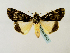  ( - BC ZSM Lep 58422)  @12 [ ] CreativeCommons - Attribution Non-Commercial Share-Alike (2011) Axel Hausmann/Bavarian State Collection of Zoology (ZSM) SNSB, Zoologische Staatssammlung Muenchen