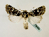  (Nyodes GB04Zm - BC ZSM Lep 58428)  @14 [ ] CreativeCommons - Attribution Non-Commercial Share-Alike (2011) Axel Hausmann/Bavarian State Collection of Zoology (ZSM) SNSB, Zoologische Staatssammlung Muenchen
