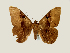  (Cyligramma fluctuosa - BC ZSM Lep 58430)  @14 [ ] CreativeCommons - Attribution Non-Commercial Share-Alike (2011) Axel Hausmann/Bavarian State Collection of Zoology (ZSM) SNSB, Zoologische Staatssammlung Muenchen