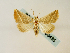  (Eublemma trigramma - BC ZSM Lep 58435)  @14 [ ] CreativeCommons - Attribution Non-Commercial Share-Alike (2011) Axel Hausmann/Bavarian State Collection of Zoology (ZSM) SNSB, Zoologische Staatssammlung Muenchen