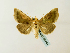  (Diachrysia stenochrysisGB03Lit - BC ZSM Lep 58444)  @11 [ ] CreativeCommons - Attribution Non-Commercial Share-Alike (2011) Axel Hausmann/Bavarian State Collection of Zoology (ZSM) SNSB, Zoologische Staatssammlung Muenchen