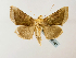  ( - BC ZSM Lep 58447)  @14 [ ] CreativeCommons - Attribution Non-Commercial Share-Alike (2011) Axel Hausmann/Bavarian State Collection of Zoology (ZSM) SNSB, Zoologische Staatssammlung Muenchen