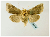  (Diachrysia stenochrysisGB07Kyr - BC ZSM Lep 58448)  @13 [ ] CreativeCommons - Attribution Non-Commercial Share-Alike (2011) Axel Hausmann/Bavarian State Collection of Zoology (ZSM) SNSB, Zoologische Staatssammlung Muenchen