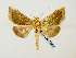  (Diachrysia stenochrysisGB10Ru - BC ZSM Lep 58451)  @14 [ ] CreativeCommons - Attribution Non-Commercial Share-Alike (2011) Axel Hausmann/Bavarian State Collection of Zoology (ZSM) SNSB, Zoologische Staatssammlung Muenchen
