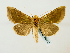  (Diachrysia stenochrysisGB11Jap - BC ZSM Lep 58452)  @14 [ ] CreativeCommons - Attribution Non-Commercial Share-Alike (2011) Axel Hausmann/Bavarian State Collection of Zoology (ZSM) SNSB, Zoologische Staatssammlung Muenchen