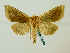  (Diachrysia stenochrysisGB12Jap - BC ZSM Lep 58453)  @14 [ ] CreativeCommons - Attribution Non-Commercial Share-Alike (2011) Axel Hausmann/Bavarian State Collection of Zoology (ZSM) SNSB, Zoologische Staatssammlung Muenchen