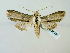  ( - BC ZSM Lep 58457)  @13 [ ] CreativeCommons - Attribution Non-Commercial Share-Alike (2011) Axel Hausmann/Bavarian State Collection of Zoology (ZSM) SNSB, Zoologische Staatssammlung Muenchen