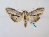  ( - BC ZSM Lep 58458)  @13 [ ] CreativeCommons - Attribution Non-Commercial Share-Alike (2011) Axel Hausmann/Bavarian State Collection of Zoology (ZSM) SNSB, Zoologische Staatssammlung Muenchen